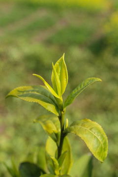 茶叶 茶芽 龙井茶叶 绿芽