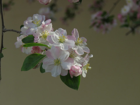 海棠花