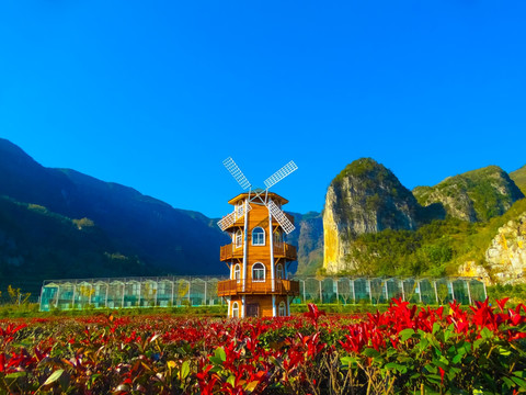 花卉种植基地