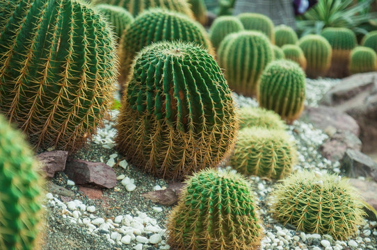 热带植物