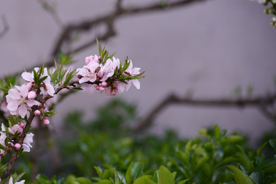 海棠花开