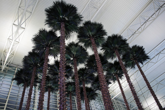 广州白云机场 航站楼 棕榈树