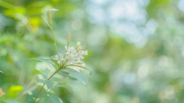 丛林光影之花