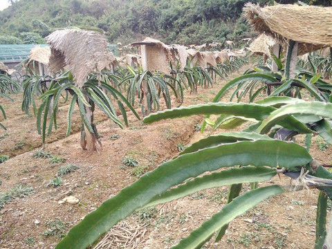 火龙果种植