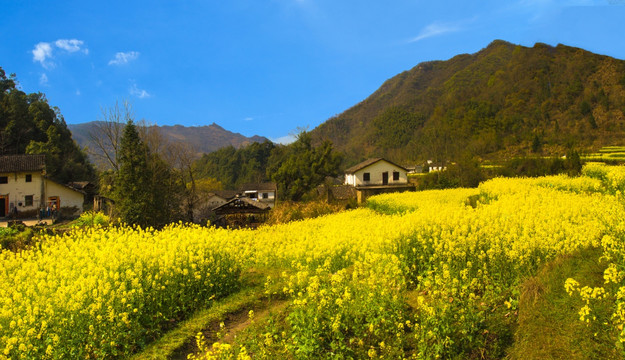 油菜花 石台