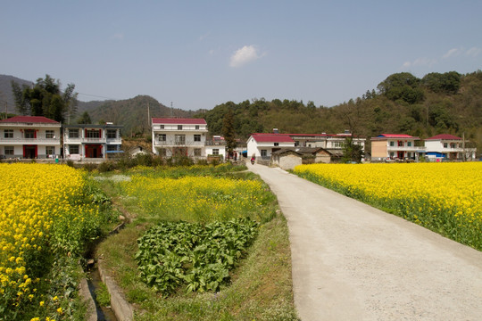 油菜花 石台