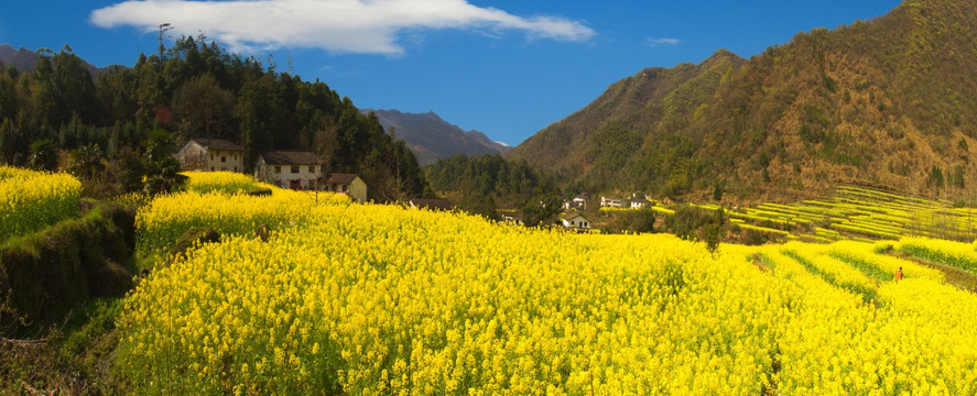 油菜花 石台