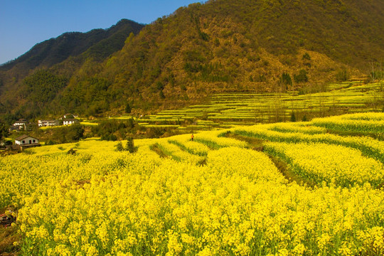 油菜花 石台