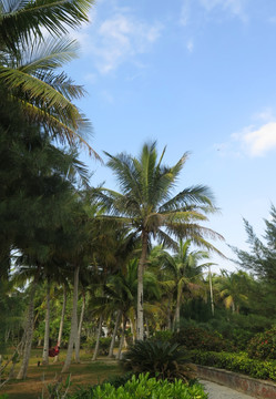 海南文昌逸龙湾椰林