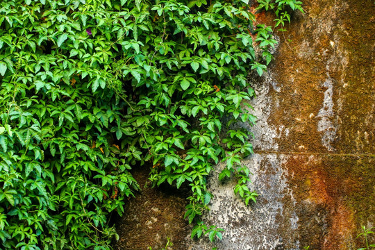 植物墙 绿色背景 植物背景