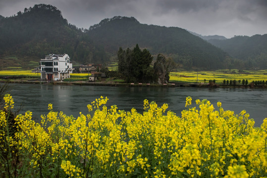 油菜花