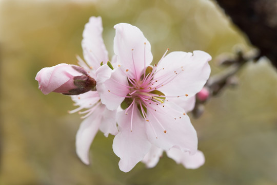 桃花