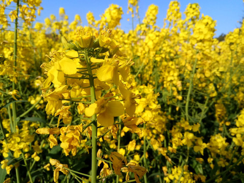 油菜花开