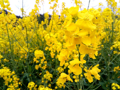 油菜花开