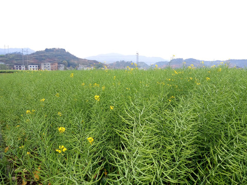 油菜果实的海洋