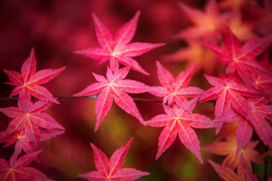 紅葉