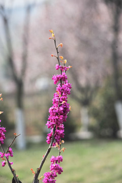 紫荆花  满天红