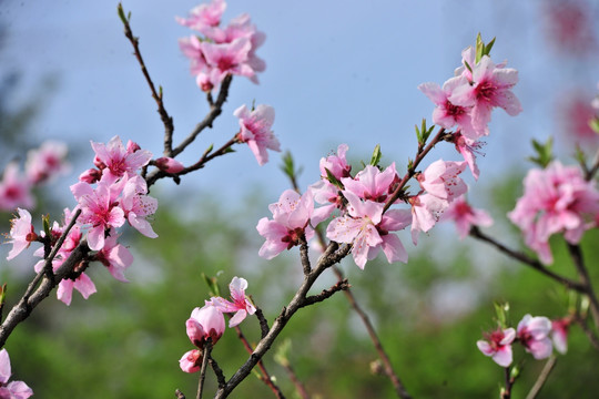 桃花 桃园