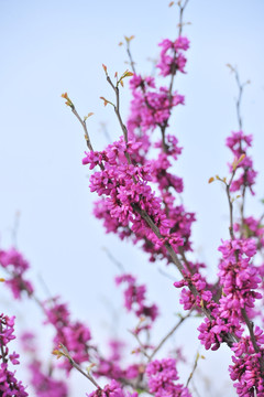 豆科植物 紫荆树
