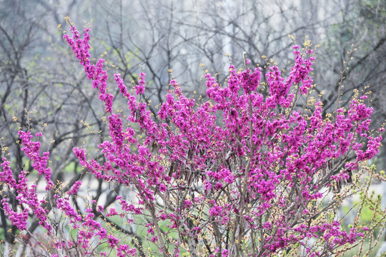 满条红 紫色花卉