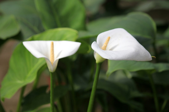 马蹄莲 花 绿植