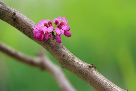 紫荆花