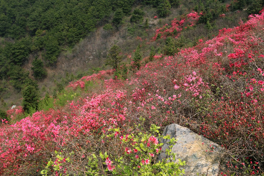 杜鹃花