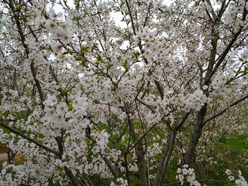 樱花树下