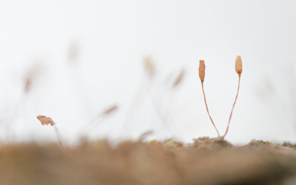 秋天苔藓的果实