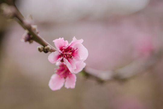 两朵桃花