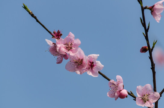 桃花 特写