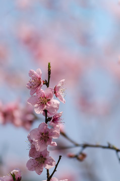 桃花 特写