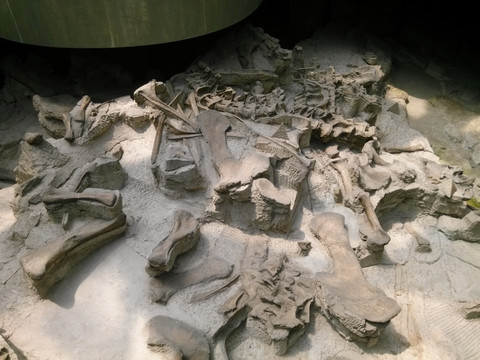 自贡市恐龙博物馆