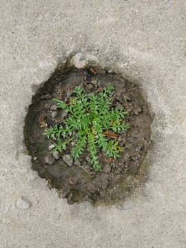 小植物