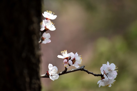 桃花