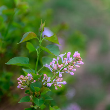 丁香花