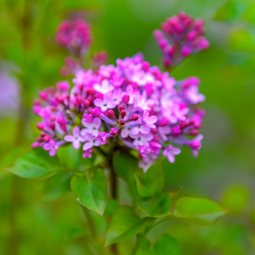 丁香花