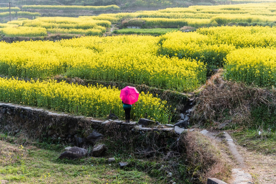 油菜花小路