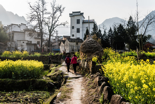 油菜花小路