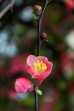 一枝桃花