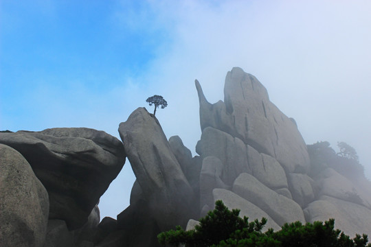 黄山 松树