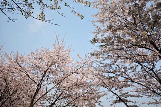 樱花