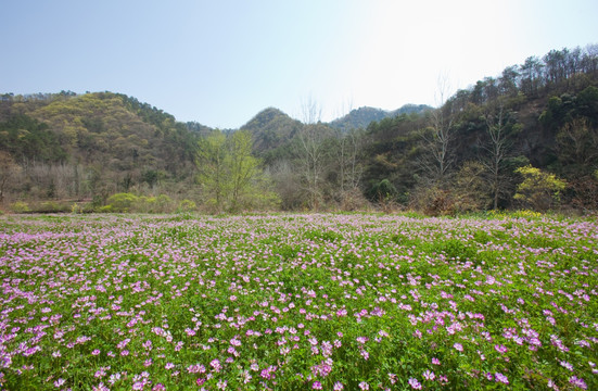 紫云英 田野