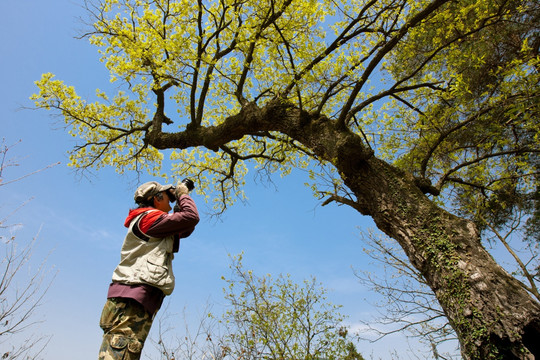摄影师 栎树 橡树