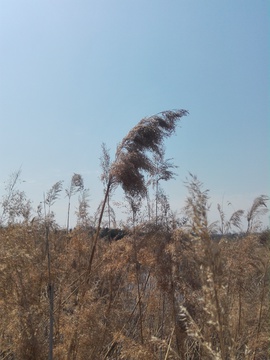 卤阳湖国家湿地公园