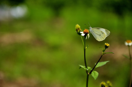 飞蛾与小花