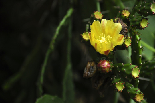 仙人掌花