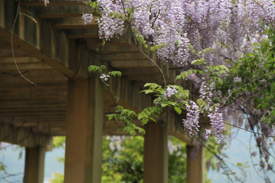植物花卉 紫藤