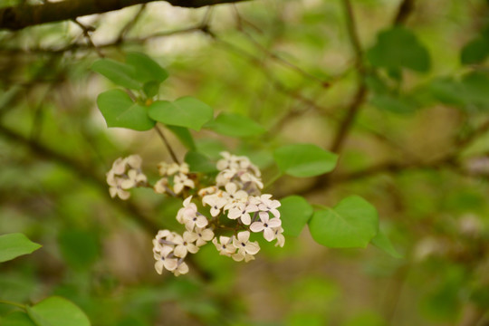 丁香花