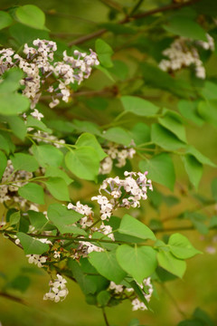 丁香花